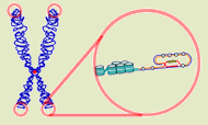 Telomere_green