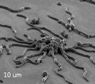 candida candida