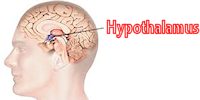 hypothalamus_gland1