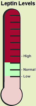 leptin_level_thermometer