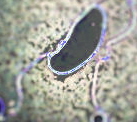 parasite_fluke parasite_fluke