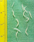 pinworm_173 pinworm_173