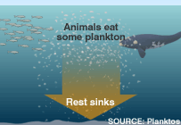 Plankton Sinks to Bottom of Ocean - How We Get Kona Gold Deep Sea Minerals