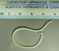 roundworm_ruler roundworm_ruler