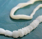 tape_worm tape_worm
