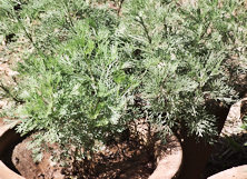 Artemisia annua