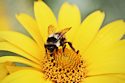 Bee Flower Pollen
