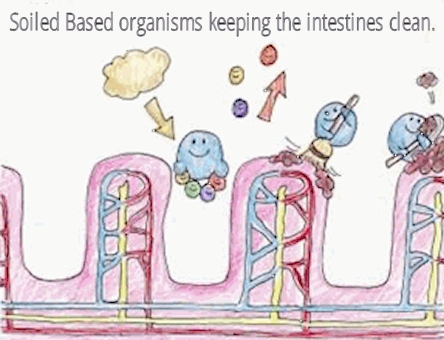 Body Biotics make intestines clean