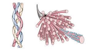 Collagen Strands