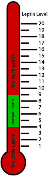 leptin level meter