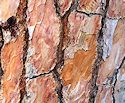 Martitime Pine Bark - Source of Beta sitosterols