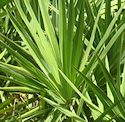 saw palmetto
