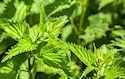 Stinging Nettle