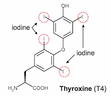 thyroxine