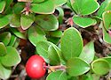 Uva Ursi (Bearberry)