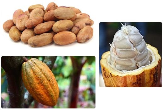 organic-cacao-powder